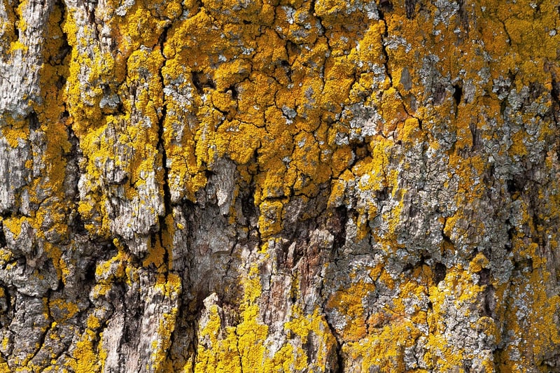 Oak Bark Preparation